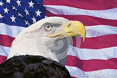 Photo montage: American flag and bald eagle Editorial Stock Photo