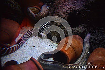 Moray eels in aquarium, Muraenidae family Stock Photo