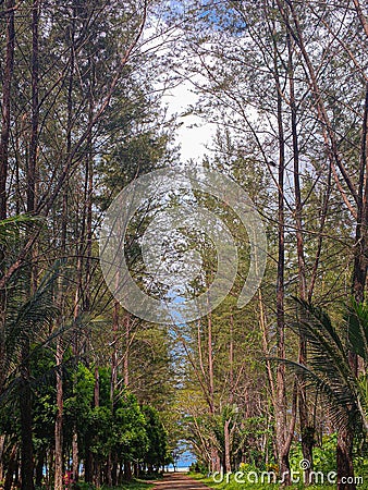 A photo Nature of a forest tree portrait beach Stock Photo