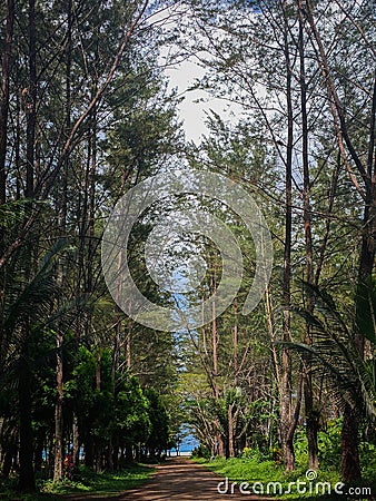 A photo Nature of a forest tree portrait beach Stock Photo