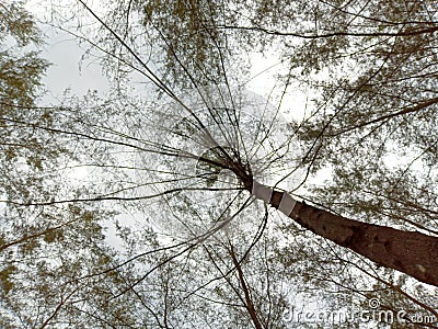 A photo Nature of a forest tree portrait beach Stock Photo