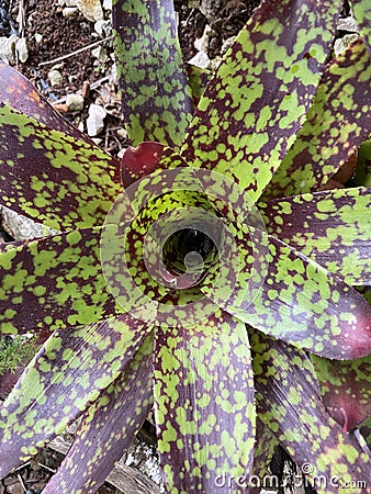 Neoregelia Skotak`s Tiger Bromeliad Plant Photo Stock Photo