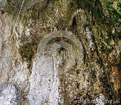 Photo of stone texture with moss in cave Stock Photo