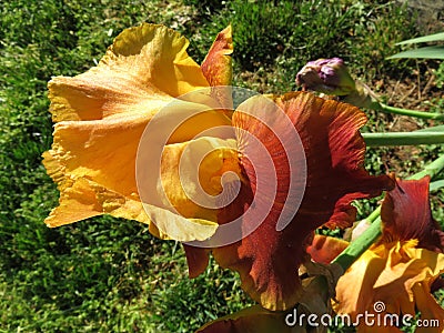Orange Iris Flower in Spring Stock Photo