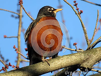 Orange Robin Perched on a Branch in February Stock Photo