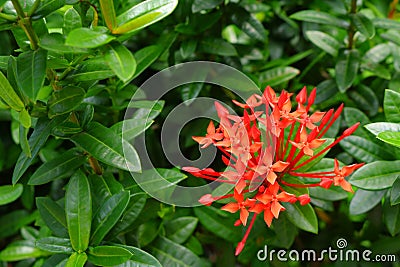 Photo of orange spike flowers or ixora Stock Photo