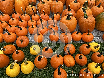Orange and Yellow Pumpkins Display in October in Autumn Stock Photo