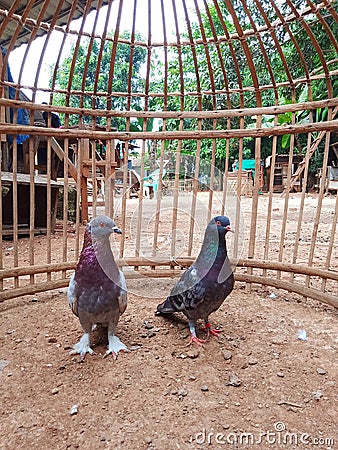 photo of a pair of doves Stock Photo