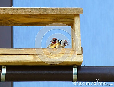 Pair of European goldfinches in the wooden feeder Stock Photo