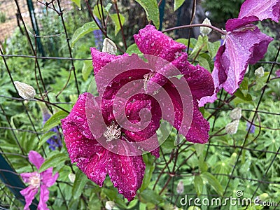 Pair of Pink Rain Soaked Clematis Flowers in Spring Stock Photo