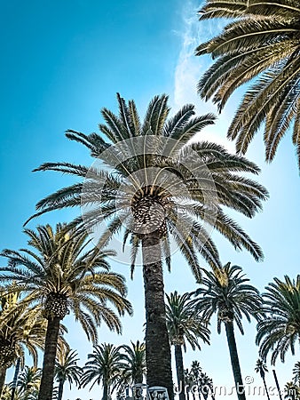 On a photo palm trees against a sky Stock Photo