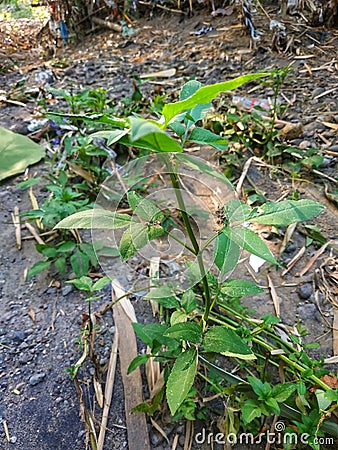 photo of a Palmer amaranth tree growing on the river bank Stock Photo
