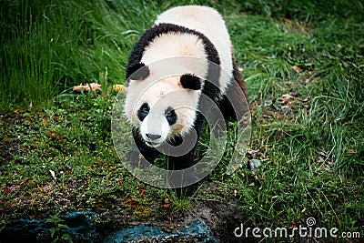 Panda in Pairia Daiza Stock Photo