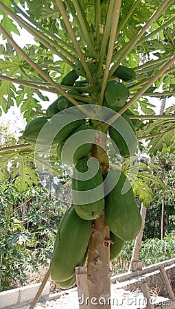 photo of a papaya tree that has produced lots of fruit Stock Photo