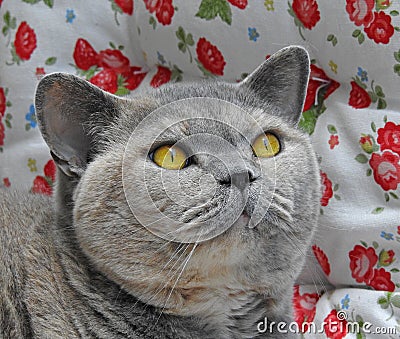 Pedigree british shorthair cat pose Stock Photo
