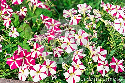 Photo of Petunia flowers growing on the street Stock Photo