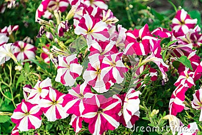 Photo of Petunia flowers growing on the street Stock Photo