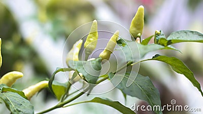 fruiting green cayenne pepper planted by farmers Stock Photo