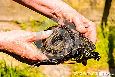 Common turtle Slider Trachemys scripta Stock Photo