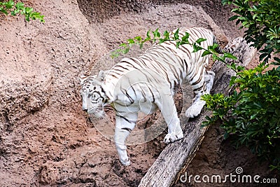 Rare White Striped Wild Tiger Stock Photo