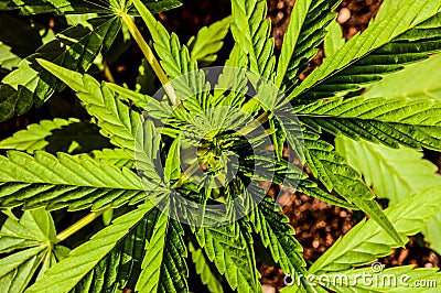 Cannabis Marijuana Leaf Plant Detail Stock Photo