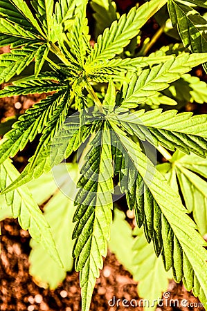 Cannabis Marijuana Leaf Plant Detail Stock Photo