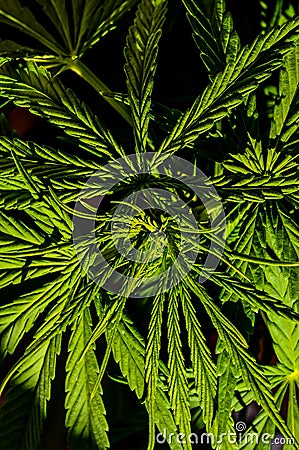 Cannabis Marijuana Leaf Plant Detail Stock Photo
