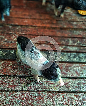 a photo of a cute piglet in a cage Stock Photo