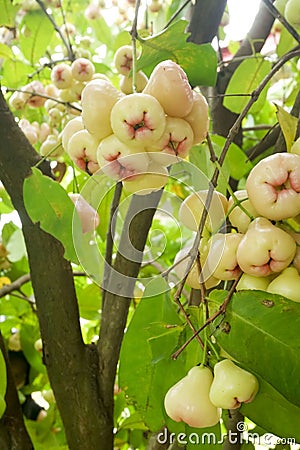 photo of a pile of water guava fruit hanging from the stem, photo taken from the side Stock Photo
