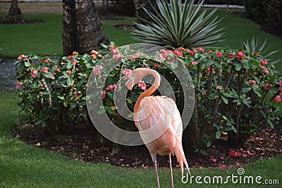 Pink Flamingo paying us a visit Stock Photo