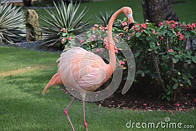 Pink Flamingo paying us a visit Stock Photo