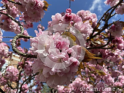 Pink Kwanzan Cherry Blossoms in Spring in Early April Stock Photo