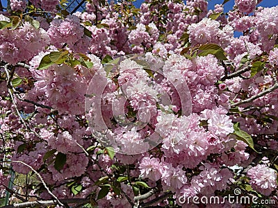 Pink Kwanzan Cherry Blossoms in Mid April in Full Bloom Stock Photo