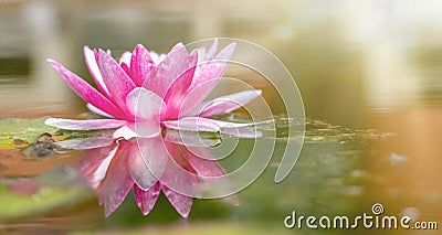 Pink water lily in pond under sunlight. Blossom time of lotus flower Stock Photo