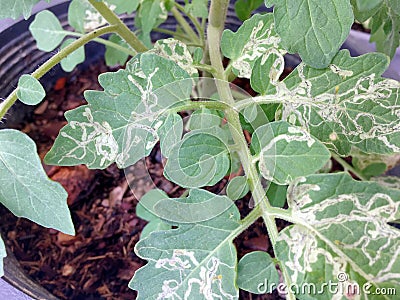 Plant leaf miner disease in tomato leaves Stock Photo