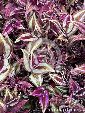 Photo of Purple Wandering Jew Plant Stock Photo