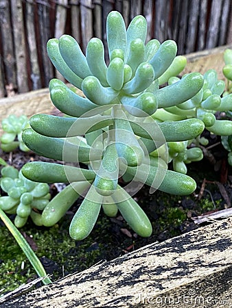 Photo of Plant Sedum pachyphyllum Rose Stock Photo