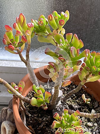 Photo of Plant succulent Crassula ovata ET`s Fingers coral, Jade Stock Photo