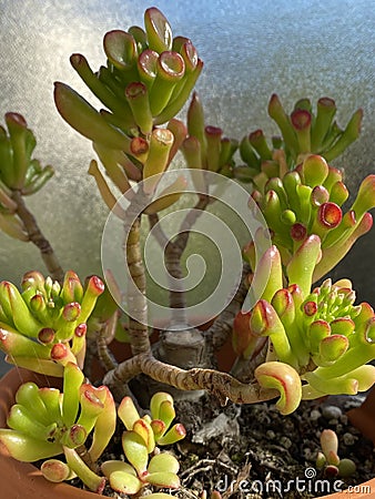 Photo of Plant succulent Crassula ovata ET`s Fingers coral, Jade Stock Photo