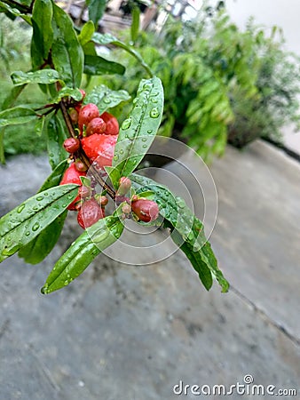 photo of pomegranate plants beginning to flower Stock Photo