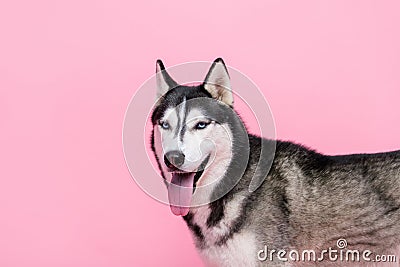 Photo portrait of happy sweet alaskan sled dog looking you breathing tongue out empty space isolated pink color Stock Photo