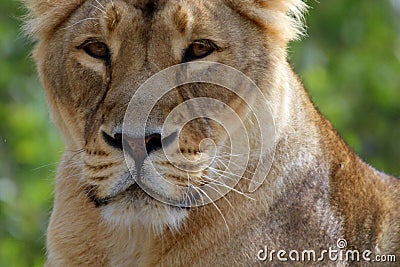 photo of a portrait of a lioness close-up Stock Photo