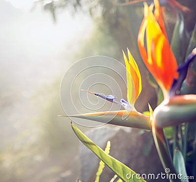 Photo presenting colorful flora of the tropical garden Stock Photo