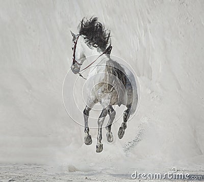 Photo presenting the galloping horse Stock Photo