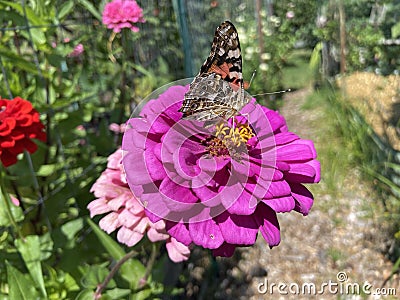 Pretty Butterfly on a Purple Zinnia Flower Stock Photo
