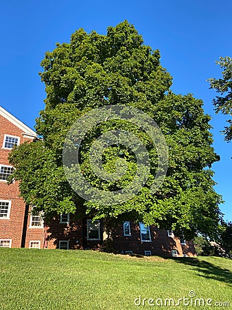 Pretty Green August Tree in Summer Stock Photo