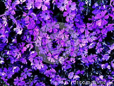 Pretty Little Purple Flowers in April Painting Stock Photo