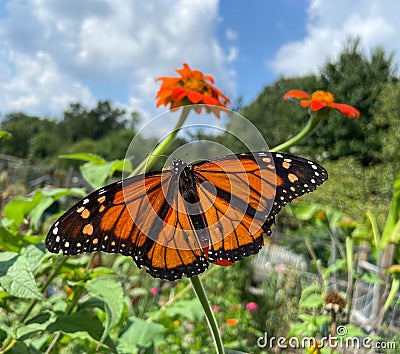 Pretty Orange Monarch Butterfly and Garden in August Stock Photo