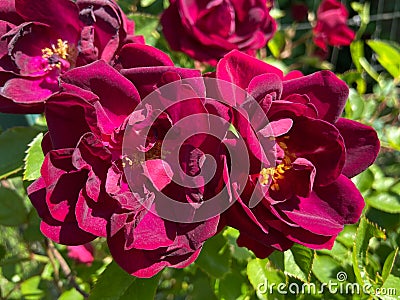 Pretty Pair of Dark Red Roses Stock Photo