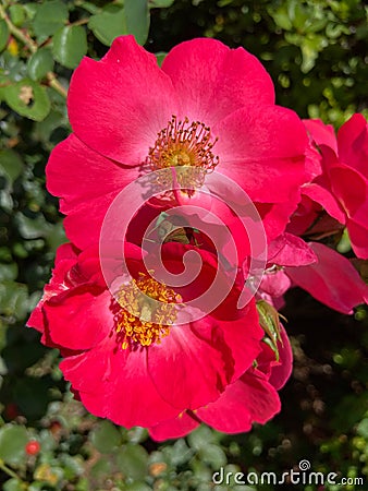 Pretty Pair of Red Flowers in September Stock Photo